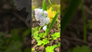 Puschkinia Flower  Striped Squill Bloom [upl. by Anaes]