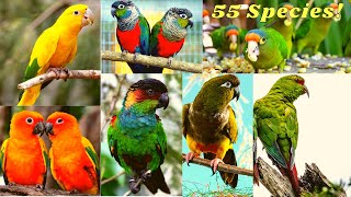 KNOW YOUR CONURES  ALL TYPES OF CONURES  REGION  CONSERVATION STATUS [upl. by Idihsar]