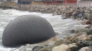 Massive Blue Whale Carcass May Explode On Canadian Beach [upl. by Holtorf]