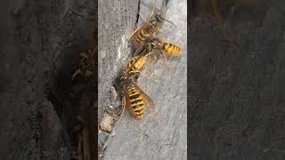 Wasp nests in various settings waspnest waspremoval pestcontrolnearme pestcontrol satisfying [upl. by Ellswerth]