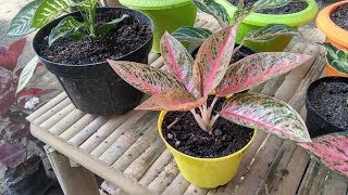 Aglaonema Plants  Types of Aglaonema [upl. by Tristis121]