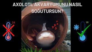 AXOLOTL AKVARYUMU NASIL SOĞUTULUR SON DURUM [upl. by Harihs]