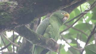 yellowfronted parrot arrives at the snail tree [upl. by Yacano]