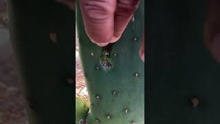 Plaga de grana cochinilla en nopal cochinilla agromell nopal [upl. by Eerihs]