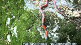 Fake  Coralsnake Lampropeltis triangulum [upl. by Yrrehc]