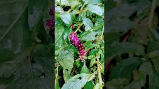 Southern pokeweed fruits varieties [upl. by Lazare]