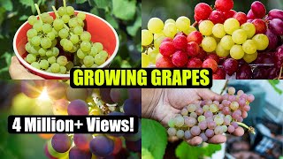 How to Grow Grapes A Complete Garden Growing Guide [upl. by Amby]