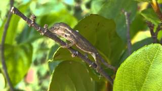 Baby Cape Dwarf Chameleons  just born [upl. by Eleahcim]