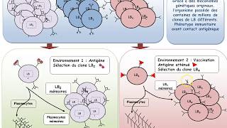 TSChapitre3 Mémoire immunitaire vaccin et phénotype immunitaire [upl. by Ytsirhk]