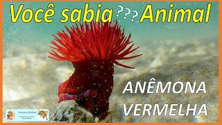 Você sabia Anêmona vermelha  Red anemone anemona anemones cnidaria coelenterata animais [upl. by Utter]