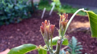 Sapote Growth Update  Vernon amp Suebelle [upl. by Mazurek]