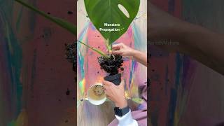 Monstera Propagation  Part 1 propagation plantpropagation monstera [upl. by Maryjo96]