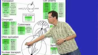 David O Morgan UCSF Part 2 Controlling the Cell Cycle Cdk Substrates [upl. by Nolyat509]