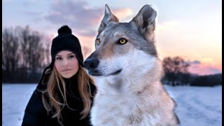 CZECHOSLOVAKIAN WOLFDOG  The Ultimate Guide  Animal Watch [upl. by Angi226]