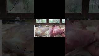 gumboro disease in poultrysymptoms and treatmentpoultryfarming [upl. by Norihs150]