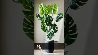 Best House Plants For Interior Design plantcare plants [upl. by Imekawulo128]