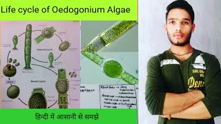 life cycle of Oedogonium Algae [upl. by Najram792]