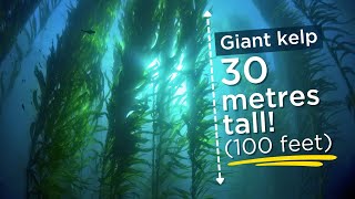 Saving The Oceans Giant Kelp [upl. by Powe]