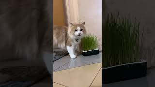 HOW TO GROW CAT GRASS FROM SEEDS [upl. by Stedt]