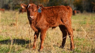 The Ultimate Guide to Calving  Raising Cattle [upl. by Anaylil]