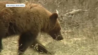 Victim of grizzly bear attack near West Yellowstone has been identified [upl. by Hakon]