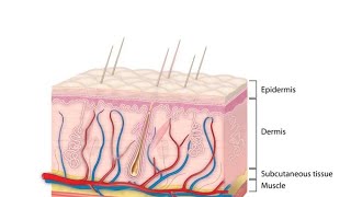 Development of Skin  Embryology [upl. by Nylodnarb]