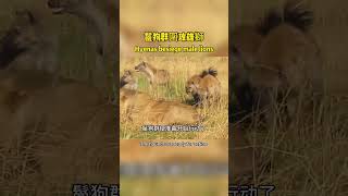 Hyenas attack lion鬣狗群圍攻雄獅 lion nature 野生動物hyena [upl. by Cud738]