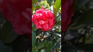 Camellia Japonica garden flower [upl. by Arikal]