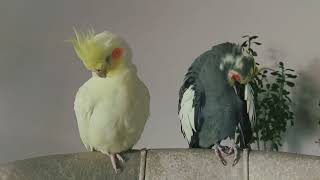 Cockatiel Sounds Flock Calling Cockatiel Singing and Parrot Chirping 10 HOURS [upl. by Nitaf]