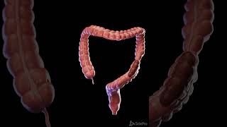 Colon in Motion Peristalsis Up Close meded anatomy 3dmodel [upl. by Carlson]