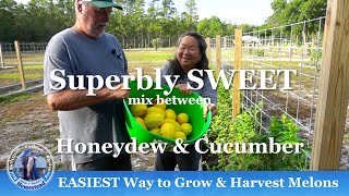 EASIEST Way to Grow and Harvest Melons [upl. by Flint593]