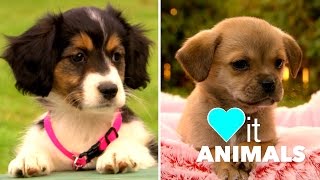 Chihuahua Pug V S Cavalier King Charles Spaniel Sheltie Cross [upl. by Adyaj]