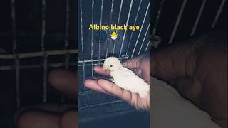 Albino black eye 👁️🐣youtubeshorts youtube subscribe love lovebirds [upl. by Imogene35]