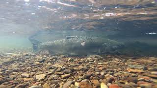 Salmon Return for the first time in a century to Upper Klamath Basin [upl. by Curley118]