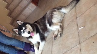 ¿Quieres tener un husky siberiano parte 1 [upl. by Adnuahsal]