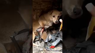 Help mother dog caught in iron trap horse help animalsrescuer rescue [upl. by Fahy]