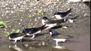 Jiricka obecna Delichon urbica Hirundo rustica House Martin Adolf Goebel [upl. by Birchard]