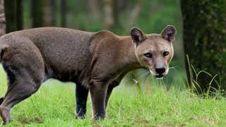 The Enigmatic Fossa Madagascars Agile Carnivore [upl. by Enautna]