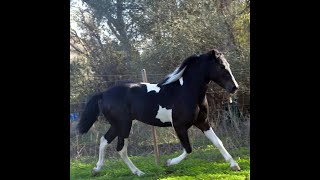 Indio Andalusier Hengst stallion wwwandalusiercom [upl. by Ueihtam309]