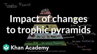 Food Chain  Ecology and Environment  Biology FuseSchool [upl. by Boyse132]