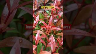 From FIERY RED❤️🔥 to LUSH GREEN 💚🌿Watch the magic ✨of PHOTINIA PLANTgardenstories viralvideo [upl. by Waki]