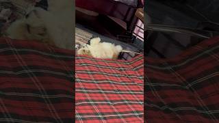 Cute puppy sleeping dogsleeping shihtzupuppy puppyvideos [upl. by Noyar]