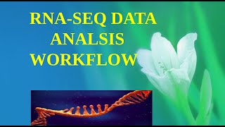 RNASEQ DATA ANALYSIS WORKFLOW  BIOINFORMATICS bioinformaticians bioinformatics rnasequencing [upl. by Htiaf]