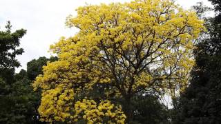 FLOWERING TREES TABEBUIA CHRYSOTRICHA IPÊAMARELO Colors of Spring Beauties of country life [upl. by Aerdnu]