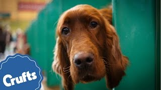 Irish Setter  Crufts Breed Information [upl. by Arraeit]