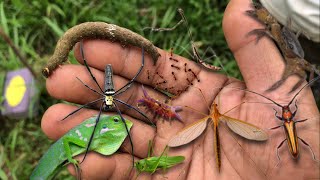 I think this is a giant mosquito‼️catch mantislonghorncaterpillarchameleoncrab katydidspider [upl. by Burner586]