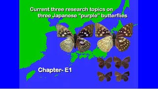 No09E1 Larvae of Sasakia charonda and three related species use Halitosis to repel ants and wasps [upl. by Andeee]