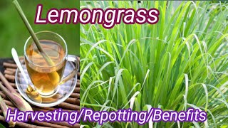 LEMONGRASS Harvesting Repotting Benefits best fertilizer for lemongrass [upl. by Anul479]