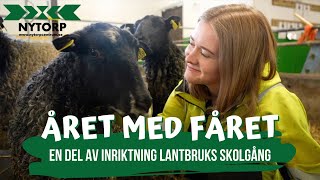 Året med fåret  Naturbruksprogrammet lantbruk på Nytorp [upl. by Aleksandr]