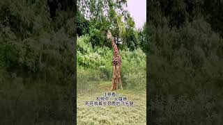 Xiaolu Animal World Interesting videos to entertain you every day Animals around us 85 [upl. by Koy915]